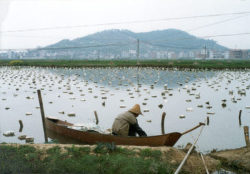 Freshwater Pearl Farm