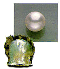 Akoya Cultured Pearls