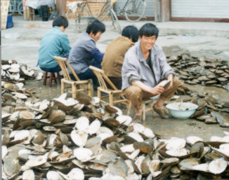 Freshwater Pearl farmers opening shells