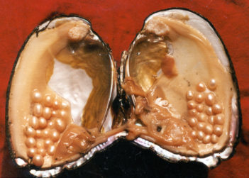 pearls freshwater mussels mussel pearl oyster rare harvested many produce nature single pearloasis